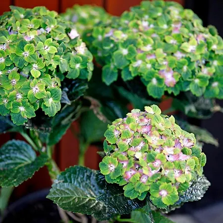 Am Mattenweg Appartamento Hinterzarten