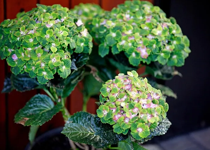 Am Mattenweg Lägenhet Hinterzarten
